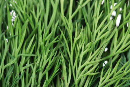 Green dill branches background isolated on whiteの写真素材
