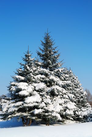 Background from a fur-tree covered with snowの写真素材