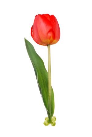 One red tulip isolated on whiteの写真素材