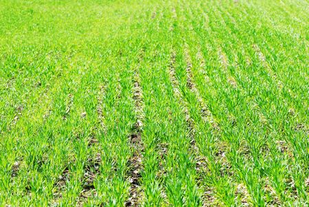Rural field with young plants at springの写真素材