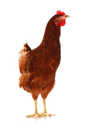 One live hen isolated on white backgroundの写真素材