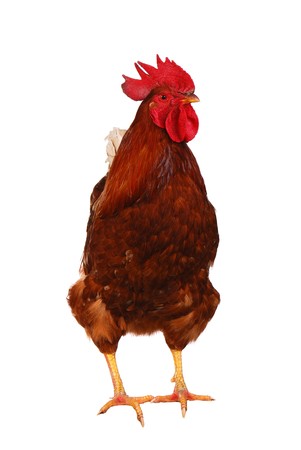 One live rooster isolated on white backgroundの写真素材