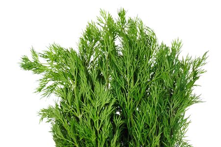 Green dill branches is isolated on whiteの写真素材