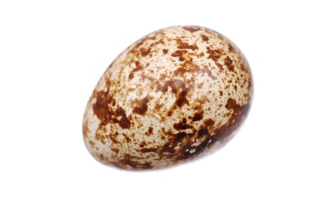 Photo of the quail egg isolated on whiteの写真素材