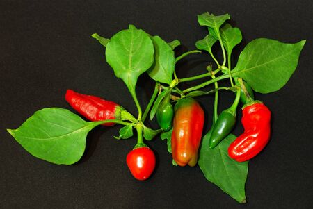 Photo of red pepper on dark background