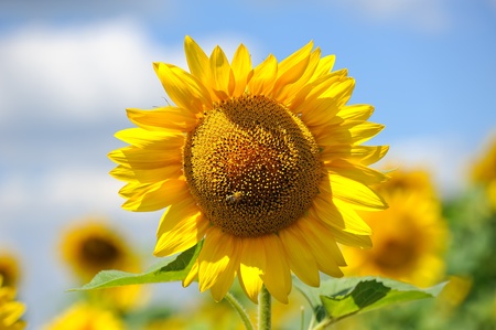 big sunflowers and bees against the skyの写真素材