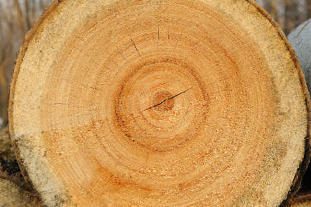 sawn wood texture as background