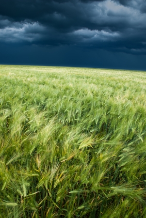 wheat field and stormy sky landscapeの写真素材