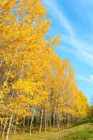 autumn forest with blue skyの写真素材