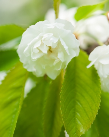 white blossom on treeの写真素材