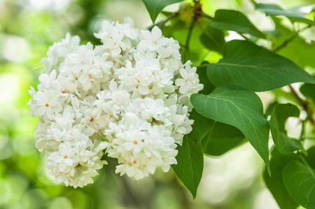 white lilac blossom in spring 