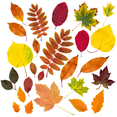 autumn leaves collection isolated on white background