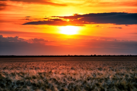 evening in wheat field. summer landscapeの写真素材