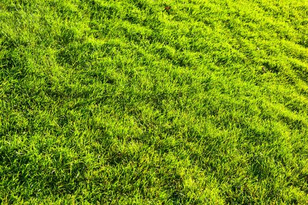 sunny green grass backgroundの写真素材