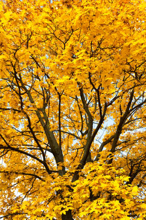 bright yellow trees in autumn forest