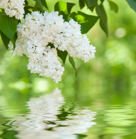 white flower lilac reflected in waterの写真素材