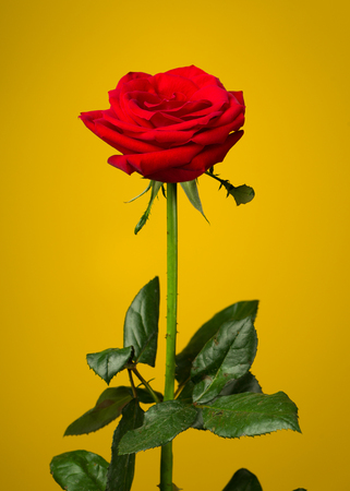 one red rose on yellow backgroundの写真素材
