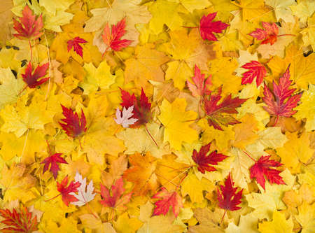 colorful autumn maple leaves as backgroundの写真素材