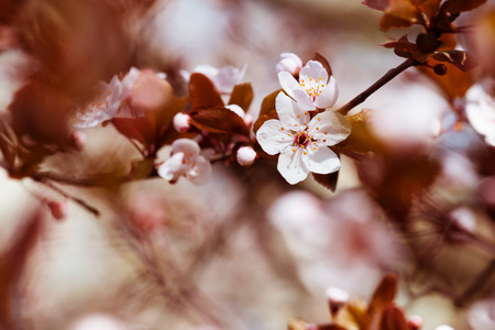 white cherry flowers in springの写真素材