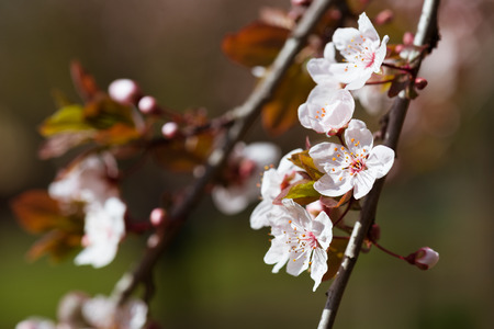 white cherry flowers in springの写真素材
