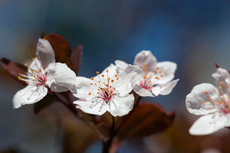 white cherry flowers in springの写真素材