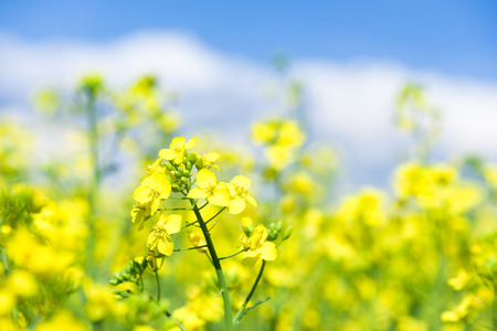 Yellow flower rapeseed fieldの写真素材