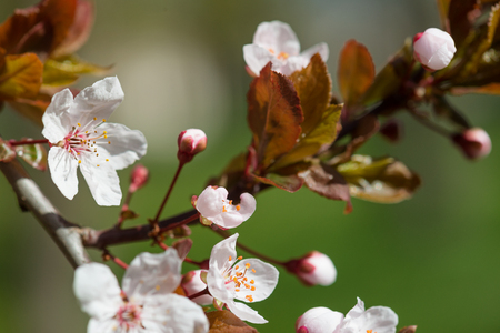 white cherry flowers in springの写真素材