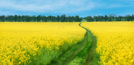 Ground road in yellow rapeseed flowers fieldの写真素材