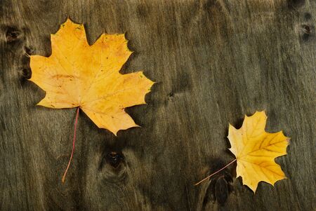 two yellow maple leaf on wooden backgroundの写真素材