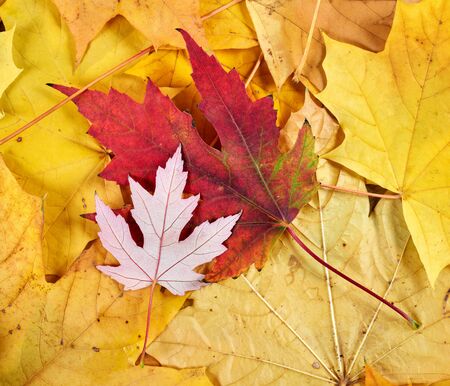 red and yellow autumn leaves as background