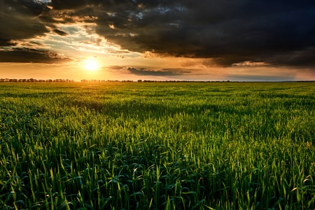 sunset, summer landscape, bright colorful sky and clouds as background, green field and treesの写真素材