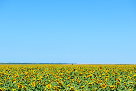 sunflower field and clear sky, beautiful summer landscapeの写真素材