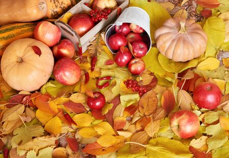 autumn background, fruits and vegetables on yellow fallen leaves, apples and pumpkin, decoration in country styleの写真素材