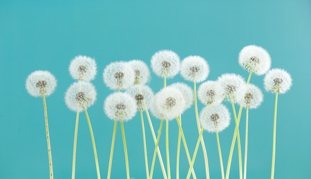 Dandelion flower on green color background, group objects on blank space backdrop, nature and spring season concept.の写真素材