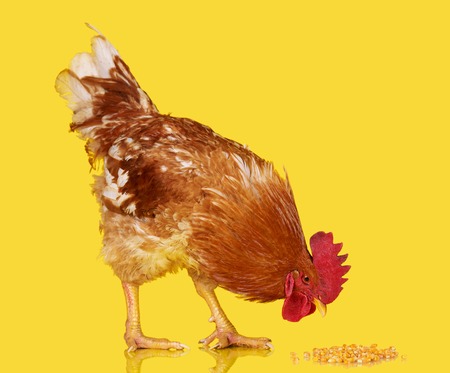 Brown rooster eat cereal grain on yellow background, live chicken, one closeup farm animalの写真素材
