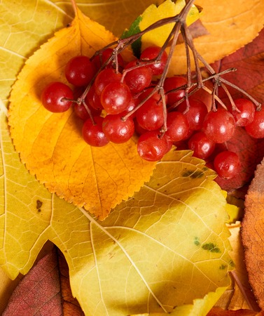 Viburnum berry on autumn background from yellow leaves. Fall season, eco food and harvest conceptの写真素材