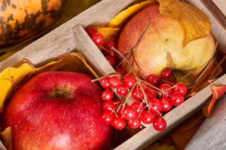 Apples and berries on fallen leaves background, autumn seasonの写真素材