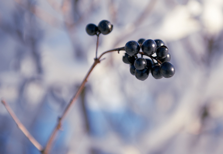 snow covered branches as abstract background or winter landscapeの写真素材