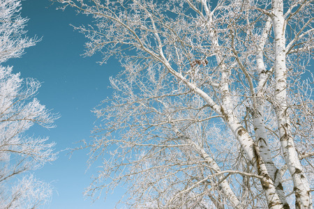 branches with snow on blue sky background, winter forest, beautiful wild landscape