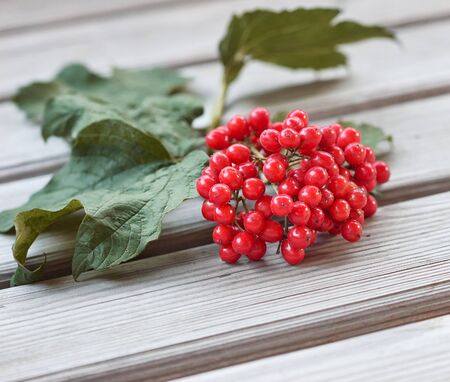 Bunch of viburnum with leaves on wooden background, fresh red berries. The concept of healthy eating. Natural organic food.の写真素材