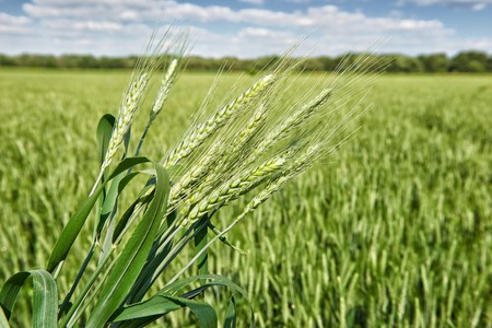 closeup of wheat field in spring, beautiful landscape, green grass and blue sky with clouds