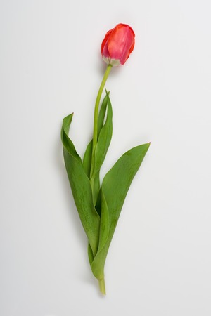 one natural tulip flower on white background - love and holiday conceptの写真素材