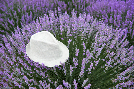 a hat is on the lavender flower bush, beautiful summer landscape with lavender flowers in the fieldの写真素材