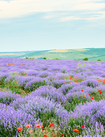 Lavender field with poppy flowers, beautiful summer landscapeの写真素材