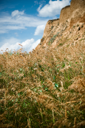 wildflowers on high coast by the sea, beautiful coastal landscape, travel conceptの写真素材