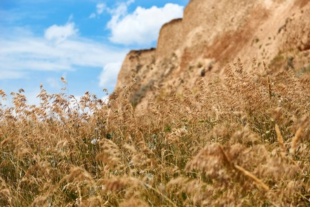 wildflowers on high coast by the sea, beautiful coastal landscape, travel conceptの写真素材