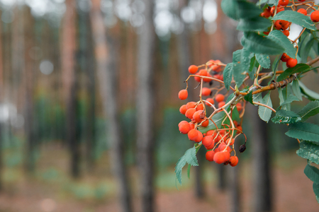 red berries in the pine forest as a backdrop, beautiful and wild nature landscapeの写真素材