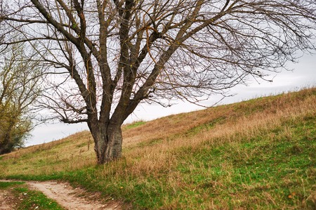 one tree without leaves is on the hill - beautiful autumn landscape in forest and moody sky