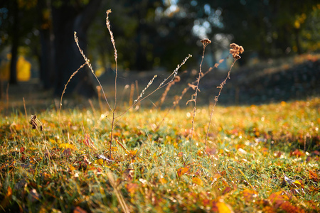 autumn leaf in the grass closeup, beautiful autumn forest, bright sunlight at sunset