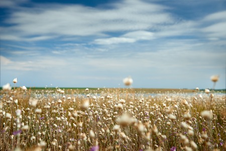 Beautiful summer landscape - wildflowers, lake and beautiful sky.の写真素材